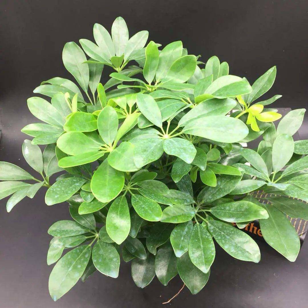 契税退税详解了解契税退税的全部流程和操作方法,契税退税详解了解契税退税的全部流程和操作方法,第1张