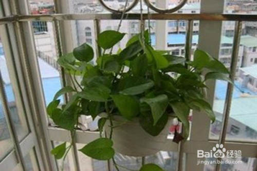 净化空气的植物有哪些（打造健康舒适的室内环境）,净化空气的植物有哪些（打造健康舒适的室内环境）,第2张