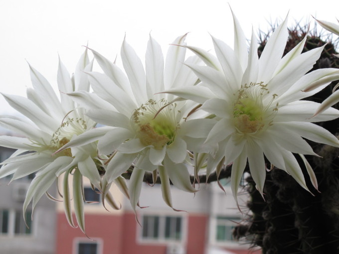 一人用小冰箱推荐（单人用小冰箱多大合适）,一人用小冰箱推荐（单人用小冰箱多大合适）,第2张