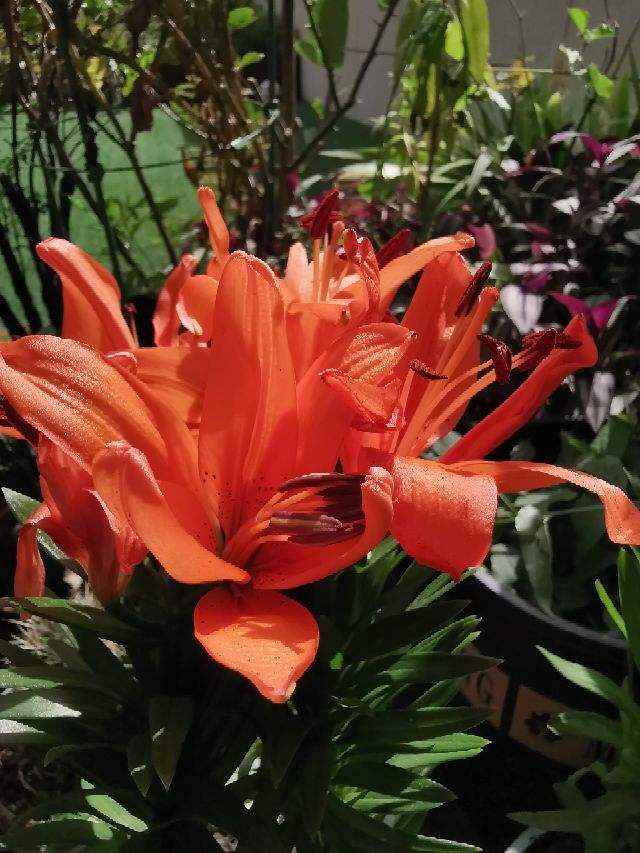 伊莱克斯冰箱服务热线电话一览（快速解决您的冰箱问题）,伊莱克斯冰箱服务热线电话一览（快速解决您的冰箱问题）,第1张