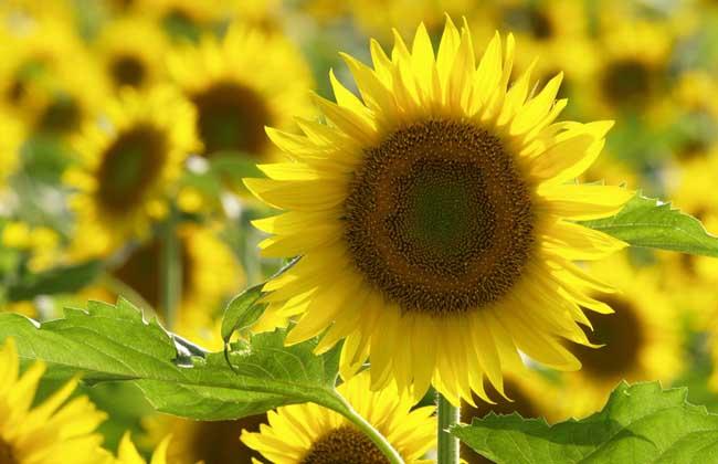 向日葵的含义与象征意义,第2张 向日葵的含义与象征意义,向日葵的含义与象征意义,第2张