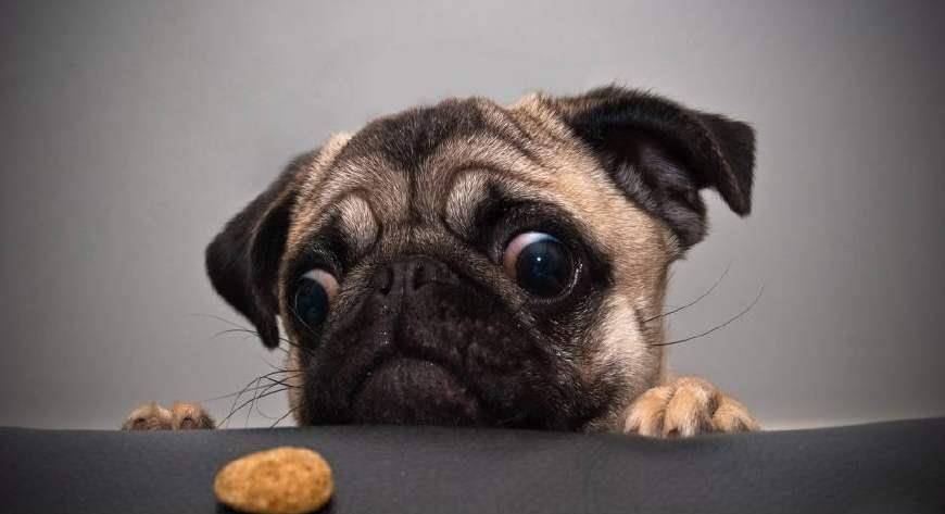 净之泉净水器，如何选择适合自己的产品（全面解析净水器的选购技巧）,净之泉净水器，如何选择适合自己的产品（全面解析净水器的选购技巧）,第1张