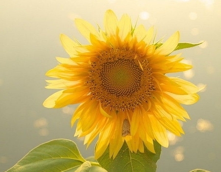 向日葵的含义与象征意义,第1张 向日葵的含义与象征意义,向日葵的含义与象征意义,第1张