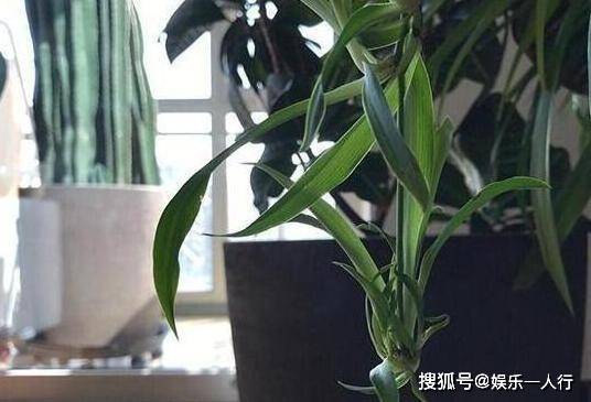 外墙装饰板选购指南（从材质到颜色，一文搞定）,外墙装饰板选购指南（从材质到颜色，一文搞定）,第1张