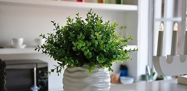 吸收甲醛的室内植物（让室内空气更清新的植物推荐）,吸收甲醛的室内植物（让室内空气更清新的植物推荐）,第1张