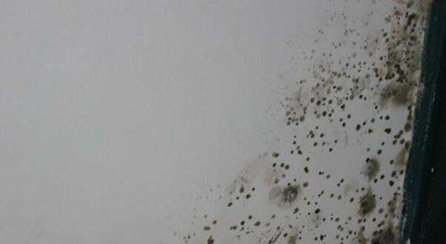 墙纸发霉应该怎么处理？,墙纸发霉应该怎么处理？,第1张