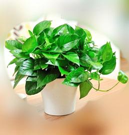 吸收甲醛的室内植物（让室内空气更清新的植物推荐）,吸收甲醛的室内植物（让室内空气更清新的植物推荐）,第2张