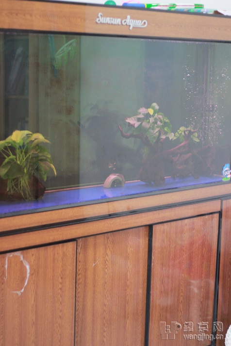 如何分辨玉石原石与普通石头的特征和方法？,如何分辨玉石原石与普通石头的特征和方法？,第1张